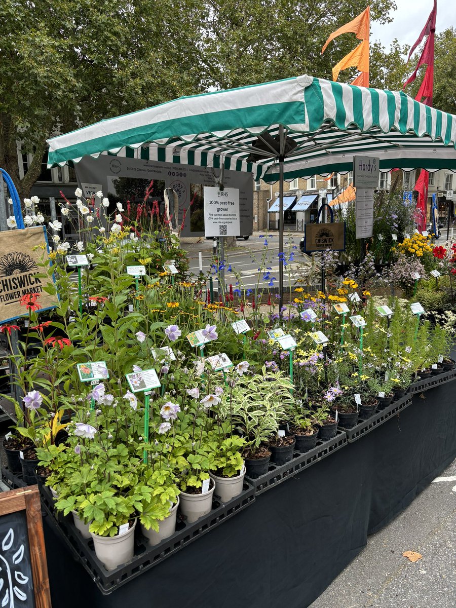 All set up ready for <a href="/ChiswickFlowers/">Chiswick Flower Market</a>. Lots of colour. Peat free and outdoor grown. Come and find us. From 9 til 3.30 today!