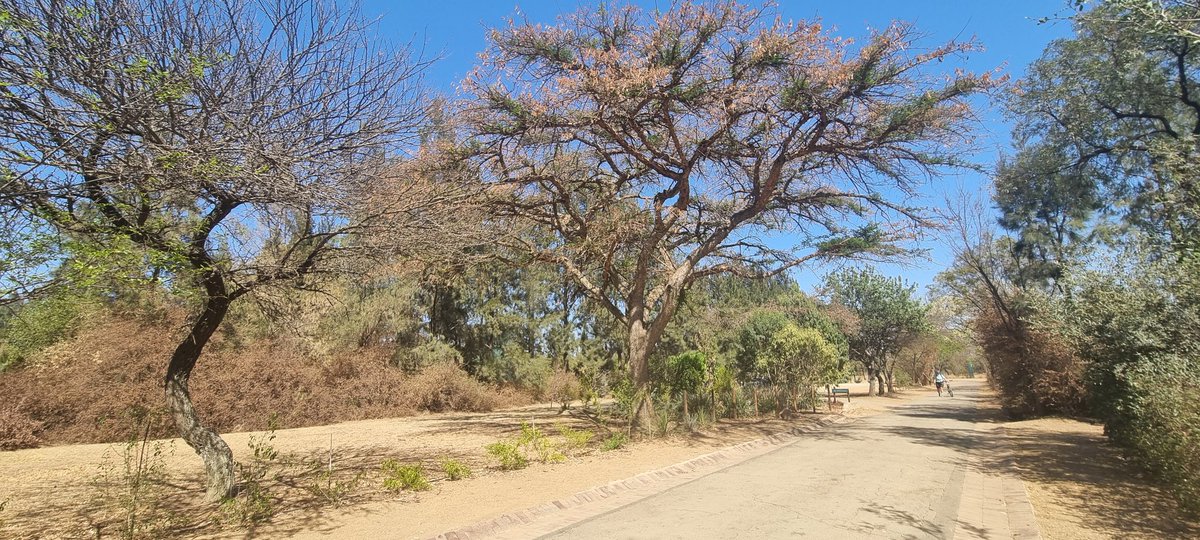Sunday morning bushveld feeling !