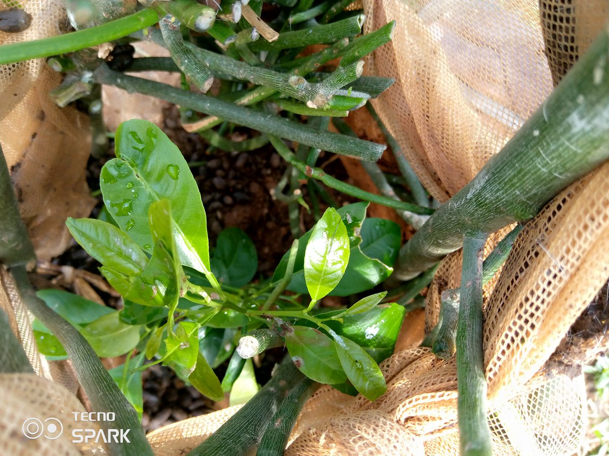 UWITEKA urabizi IGITI NRAGITEYE mumpeshyi komeza kugikuza KUBUFATANYE🇺🇲🇺🇲🇺🇲🌾🌾🌾🏞️☀️⛅ USAID UBUREZI IWACU