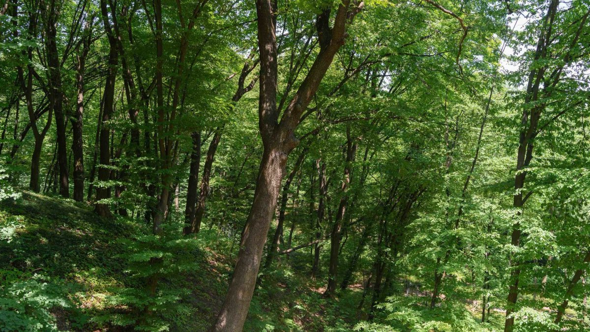 مشروع غابات جازان Jazan Forests Project (JFP) 🌲🌳🌲🌳🌲🌳🌲🌳

🌲 مقترح جديد سيجعل منطقة #جازان رئة السعودية الخضراء.
🌲 متوقع زراعة نحو 300 مليون شجرة في المشروع.
🌲 بسبب ثلاث مميزات طبيعية، ستحظى المنطقة بفرصة أن تكون المحضن الأنسب لهذا المشروع.
🌲 المشروع سيسهم في تحقيق