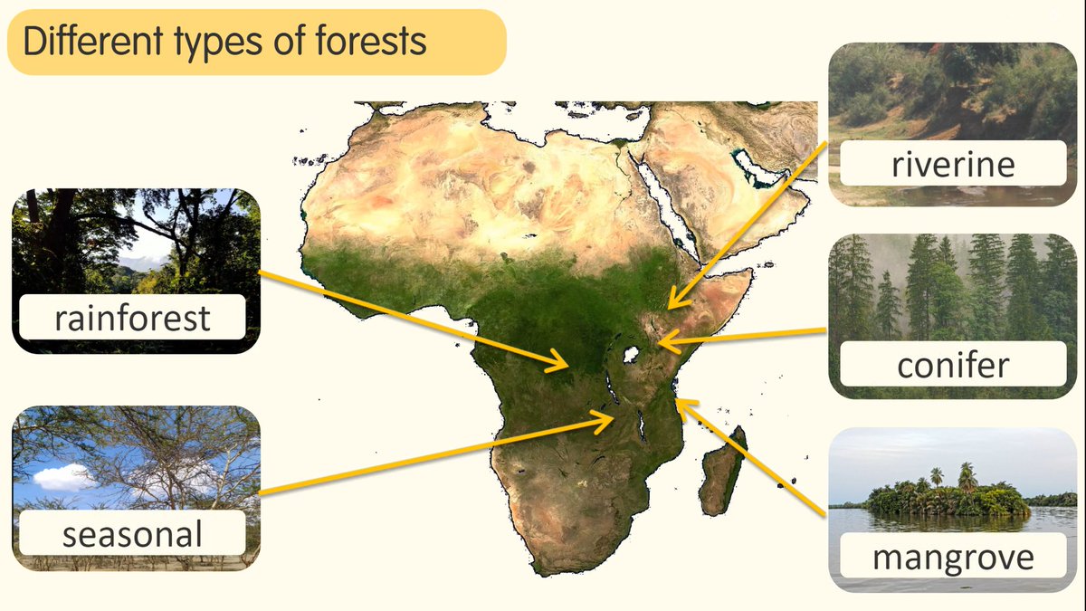 i_Learnabout's tweet photo. Our new #elearning module on #Forests is now available! 

Covering topics including deforestation, regrowth &amp; the consequent effects on #ClimateChange, this new #ConservationEducation resource explores the significance of forests for people, climate &amp; wildlife.

#ForOurPlanet https://t.co/zsnkkTNfHQ