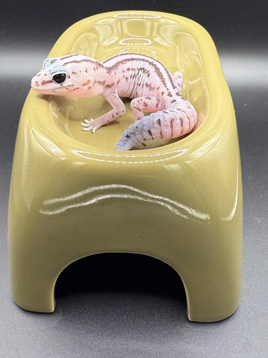 アイシェルター　5つまとめ売り おまけつき 16b344c42e0a2440b9f7f7a9ce079a