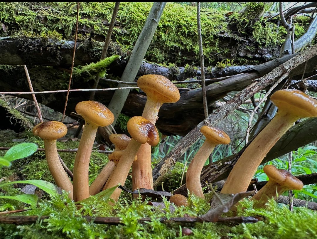 RadleyLakes's tweet photo. Yesterday was #worldfungusday ! Celebrating the wonder of fungi 🍄

Huge thanks to @MadameFlora for sharing these fascinating and varied fungi during her runs at #radleylakes https://t.co/qbjfWSjzax
