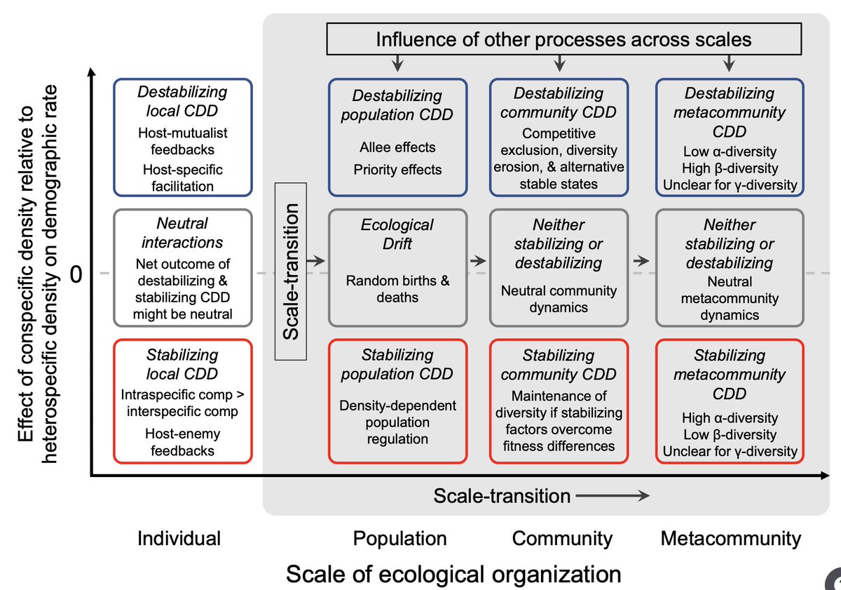 Florian Hartig (@florianhartig) on Twitter photo Great to see our article "Consequences of Local Conspecific Density Effects for Plant Diversity and Community Dynamics" lead by Joe LaManna and Camille Delavaux now out and available in <a href="/Ecology_Letters/">Ecology Letters</a> onlinelibrary.wiley.com/doi/ftr/10.111… Great to see our article "Consequences of Local Conspecific Density Effects for Plant Diversity and Community Dynamics" lead by Joe LaManna and Camille Delavaux now out and available in <a href="/Ecology_Letters/">Ecology Letters</a> onlinelibrary.wiley.com/doi/ftr/10.111…