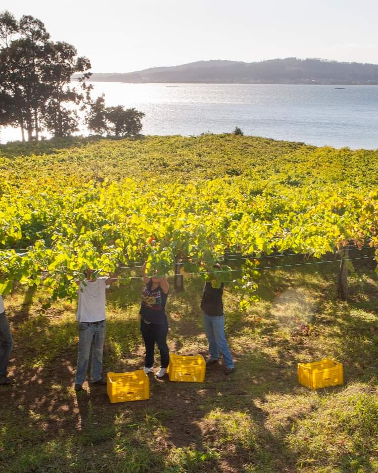 WineTheLongandtheShortofIt (@thewinestory) on Twitter photo Dive into the region of <a href="/Rias_Baixas/">D.O. Rías Baixas</a> in our podcast episode🇪🇸
open.spotify.com/episode/0S83bB…
#EatSpainDrinkSpain Dive into the region of <a href="/Rias_Baixas/">D.O. Rías Baixas</a> in our podcast episode🇪🇸
open.spotify.com/episode/0S83bB…
#EatSpainDrinkSpain