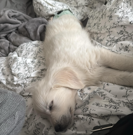 Neues Familienmitglied🐶