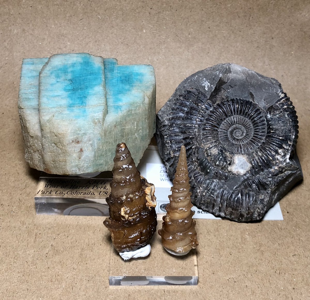 boutsu08's tweet image. 今回(昨日)の戦利品はこちら。なんだか久しぶりのミネラルショー、予算内でかなり楽しめました。
 #東京国際ミネラルフェア