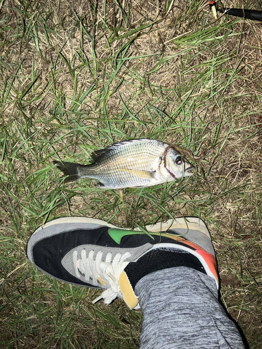 taka_5602's tweet photo. 久々運河でウキ釣り。中潮からの下げ狙うも、子キビレの猛攻。岸手前は藻でも生えたのか引っかかり多め。 https://t.co/QK4A99oHCo