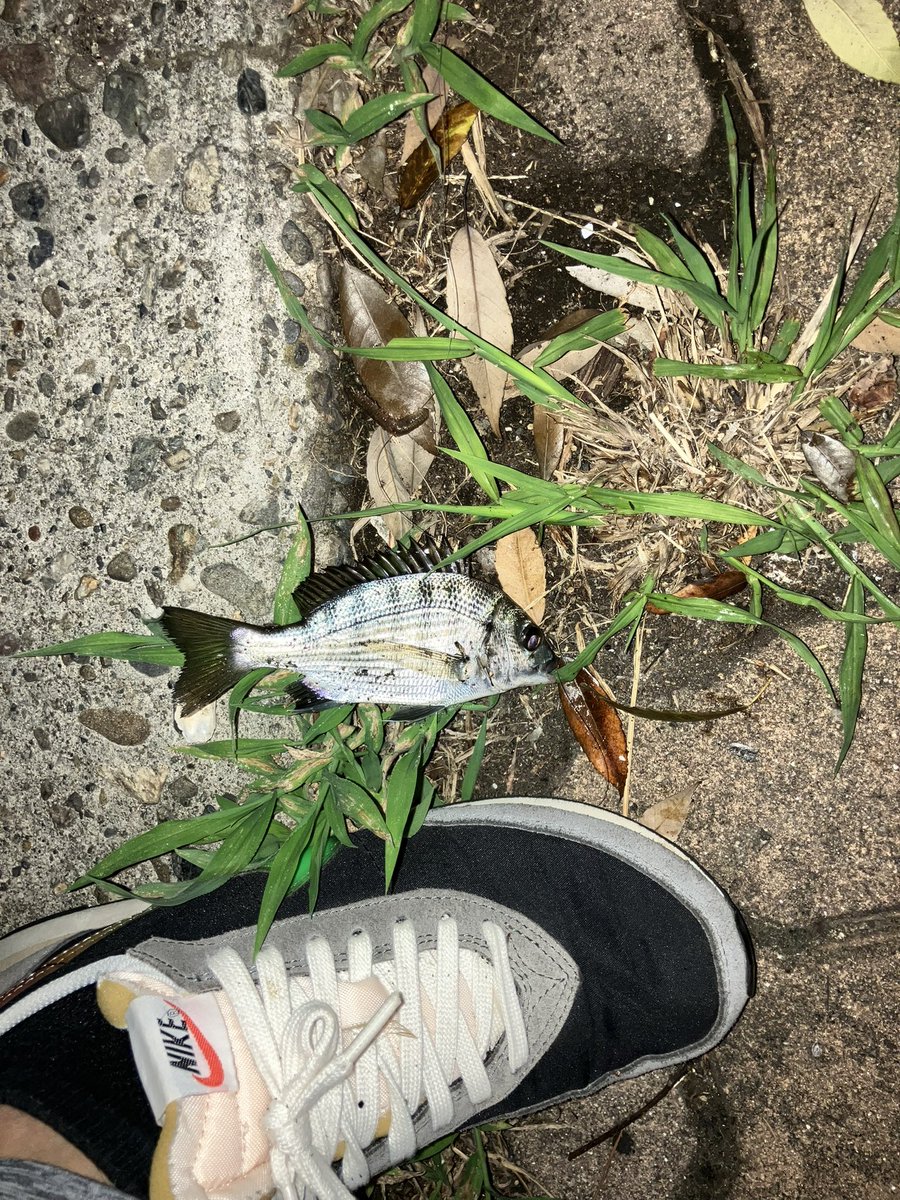 taka_5602's tweet photo. 久々運河でウキ釣り。中潮からの下げ狙うも、子キビレの猛攻。岸手前は藻でも生えたのか引っかかり多め。 https://t.co/QK4A99oHCo