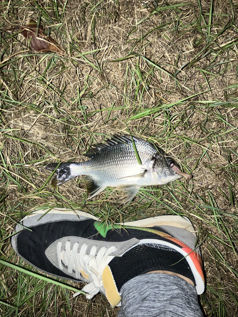 taka_5602's tweet photo. 久々運河でウキ釣り。中潮からの下げ狙うも、子キビレの猛攻。岸手前は藻でも生えたのか引っかかり多め。 https://t.co/QK4A99oHCo