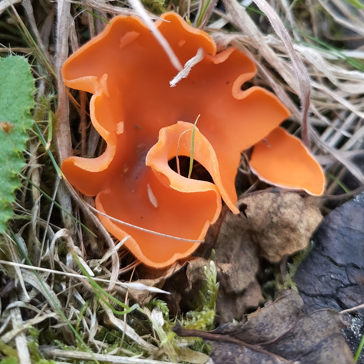 Orange peel fungus! Grows on disturbed ground and poor soils, so often found on paths and trails. A brittle "cup" fungi which spores from the inner surface. White fuzz on outside when young. In the order Pezizales - related to Morels and truffles. Edible but "unremarkable favour"