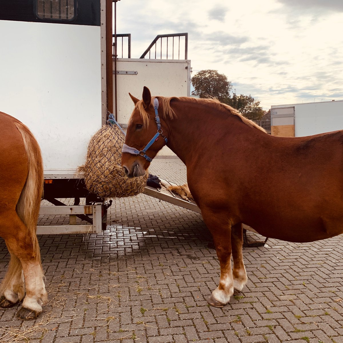 We are delighted to welcome back the Suffolk Horse Society – and the world-famous Suffolk Punches!🐴 

We have two displays today: 11am &amp; 2.30pm. Entry to the display is included in general museum admission or £5 for access to the event + outdoor areas of the museum.