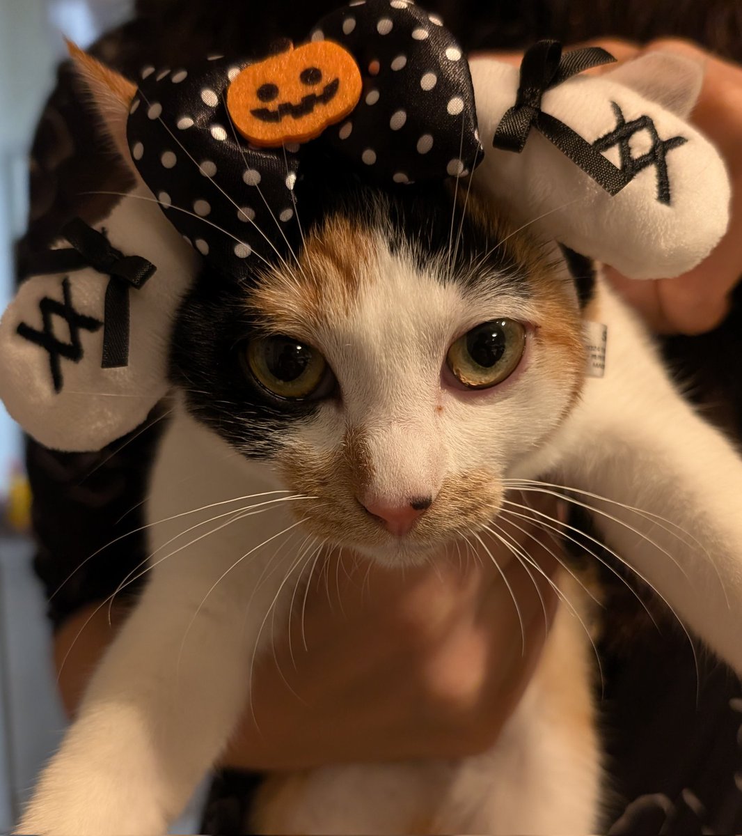 されるがままな子猫🐱

皆さんの愛猫の写真お待ちしております🐱❤

猫ちゃん以外も…🐶