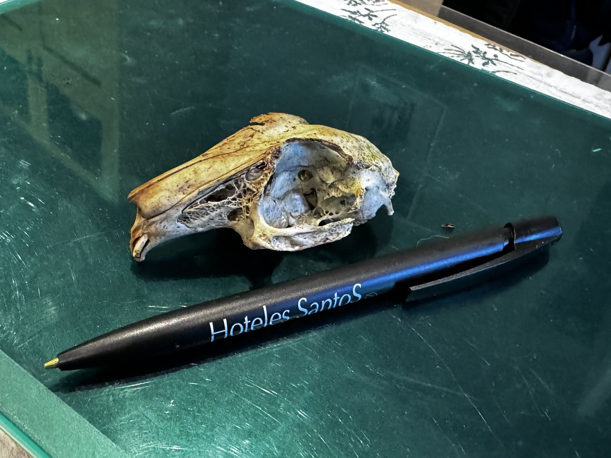 quantockenviro's tweet image. Who one occupied this skull? Pen for size. #Quantocks