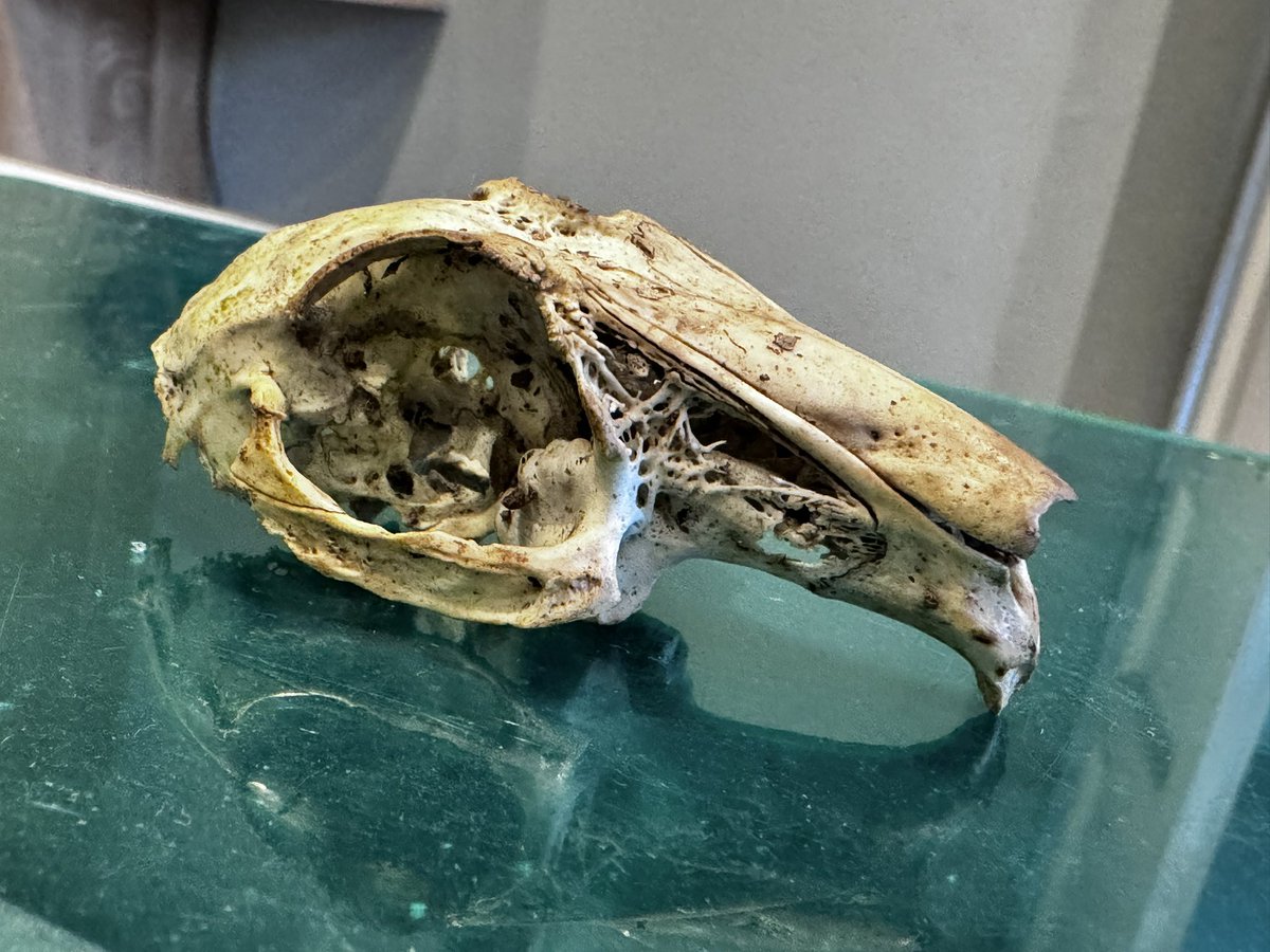quantockenviro's tweet image. Who one occupied this skull? Pen for size. #Quantocks