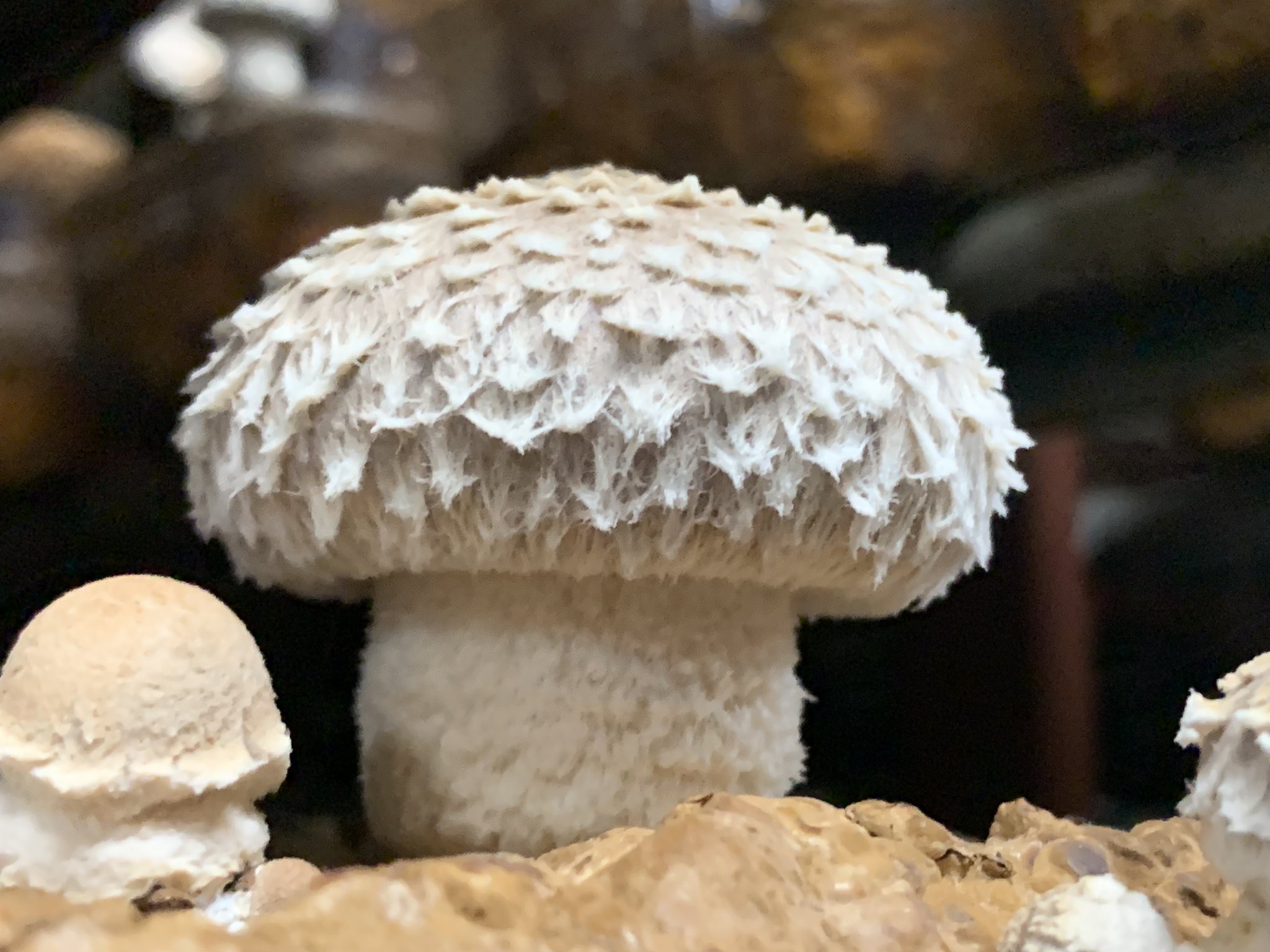 シイタケです 鱗花@しいたけ (@RINKA_SHIITAKE8) / X