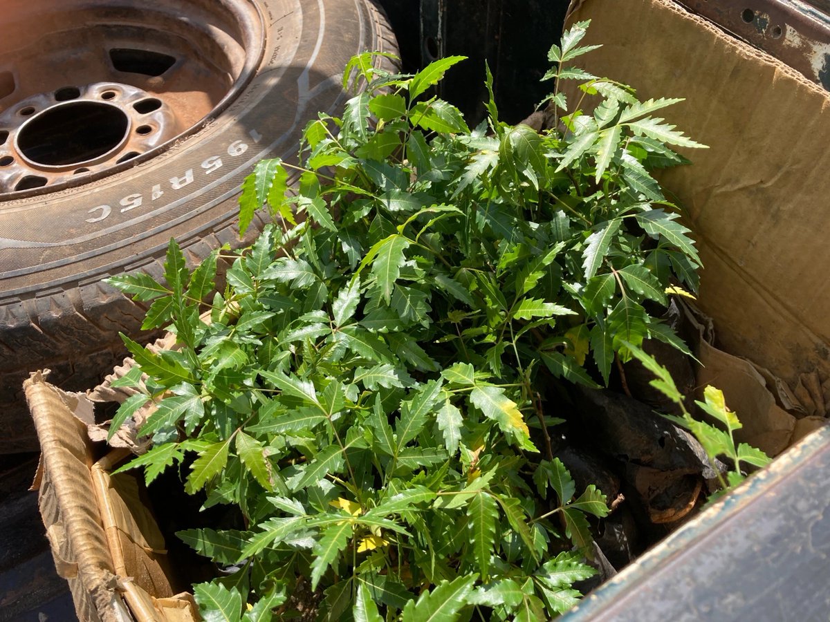 Fresh seedlings ready to be planted in Bore, Kenya.