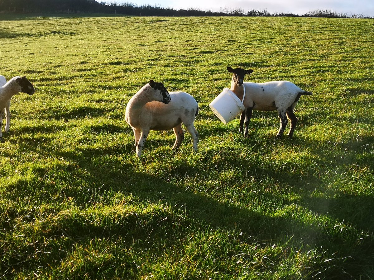 shepherd jo tweet media