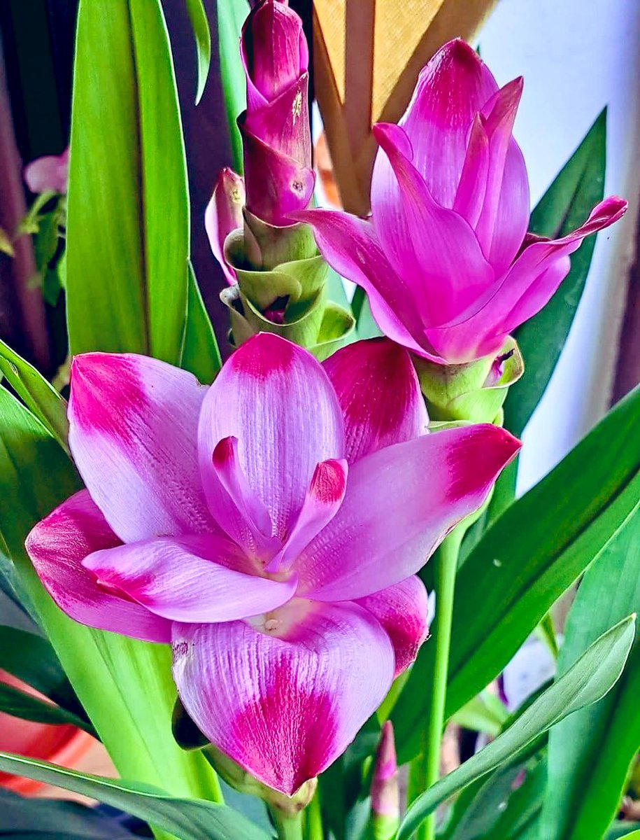 TheFlowerShow's tweet image. The weekend is a time to recharge, refresh, and reconnect. 🩷🩷🩷
#curcuma #saffron
