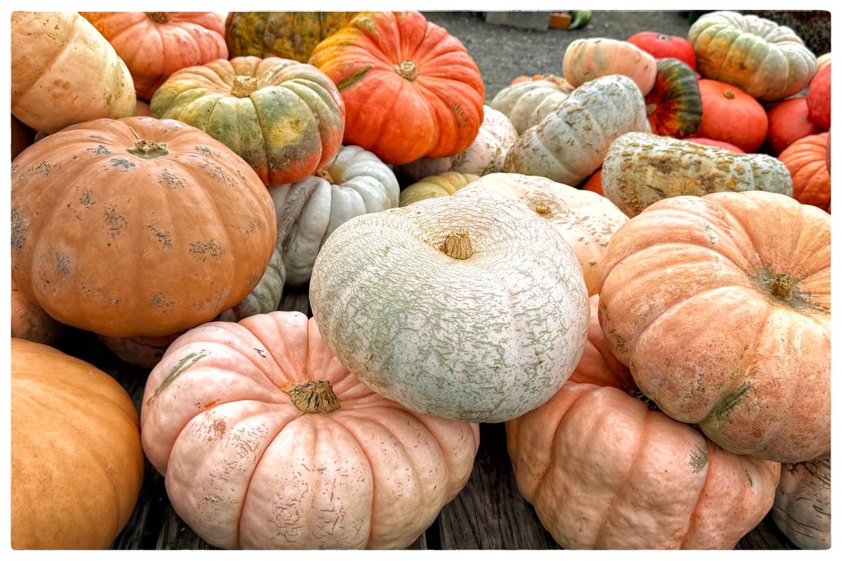 AuboisVeronique's tweet photo. Secor Farms in Mahwah, NJ
#iPhone16Pro Pro pics @Apple 
#Fall is in full display at Secor with the unbelievably huge variety of #gourds , #squashes and #pumpkins !
©Véronique AUBOIS - https://t.co/P16yKjL1B8