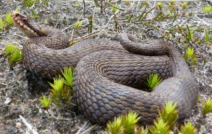 Unser nächster Offener #NABU-Abend

Mittwoch, 9. Oktober 19:00 Uhr, #Kollhorst

Offener NABU-Abend

Vortrag von Jörn Krütgen, Landesamt für Umwelt:

“Die #Kreuzotter in Schleswig-Holstein - Wissenswertes und Schutzmaßnahmen“