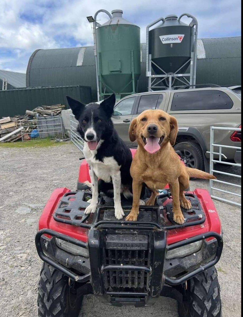 MissingPetsGB's tweet photo. URGENT 👇👇

RUBY &amp; JESS #MISSING TOGETHER SINCE 25 SEPTEMBER 2024 from Clachan Sands, North Uist, Scotland #HS6
BELIEVED #STOLEN AND TAKEN TO MAINLAND BY FERRY👇 https://t.co/N0Ud91nbOo