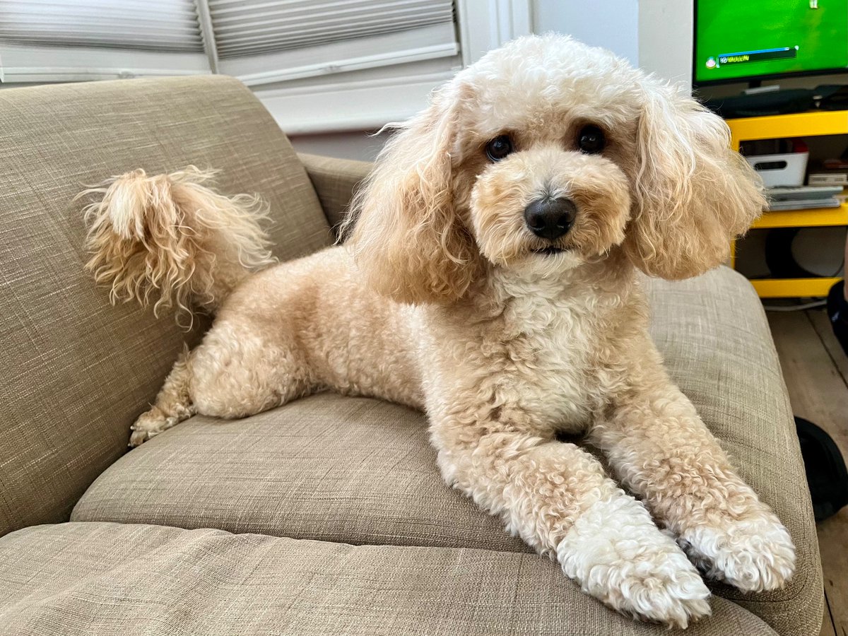 pabloochon's tweet photo. FLOOF 

#poochon https://t.co/V4zGopxBnL