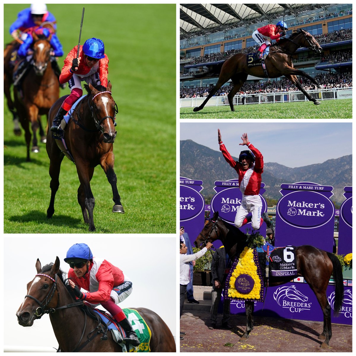 SportingLife's tweet photo. 🏆 Fillies' Mile
🏆 Coronation Stakes
🏆🏆 Prix Jacques Le Marois
🏆 Sun Chariot Stakes
🏆 Breeders' Cup Filly &amp; Mare Turf

🔴⚪️🔵 Happy retirement to a very special mare, Inspiral - a 6-time Group 1 winner. https://t.co/alrxqdXGA5