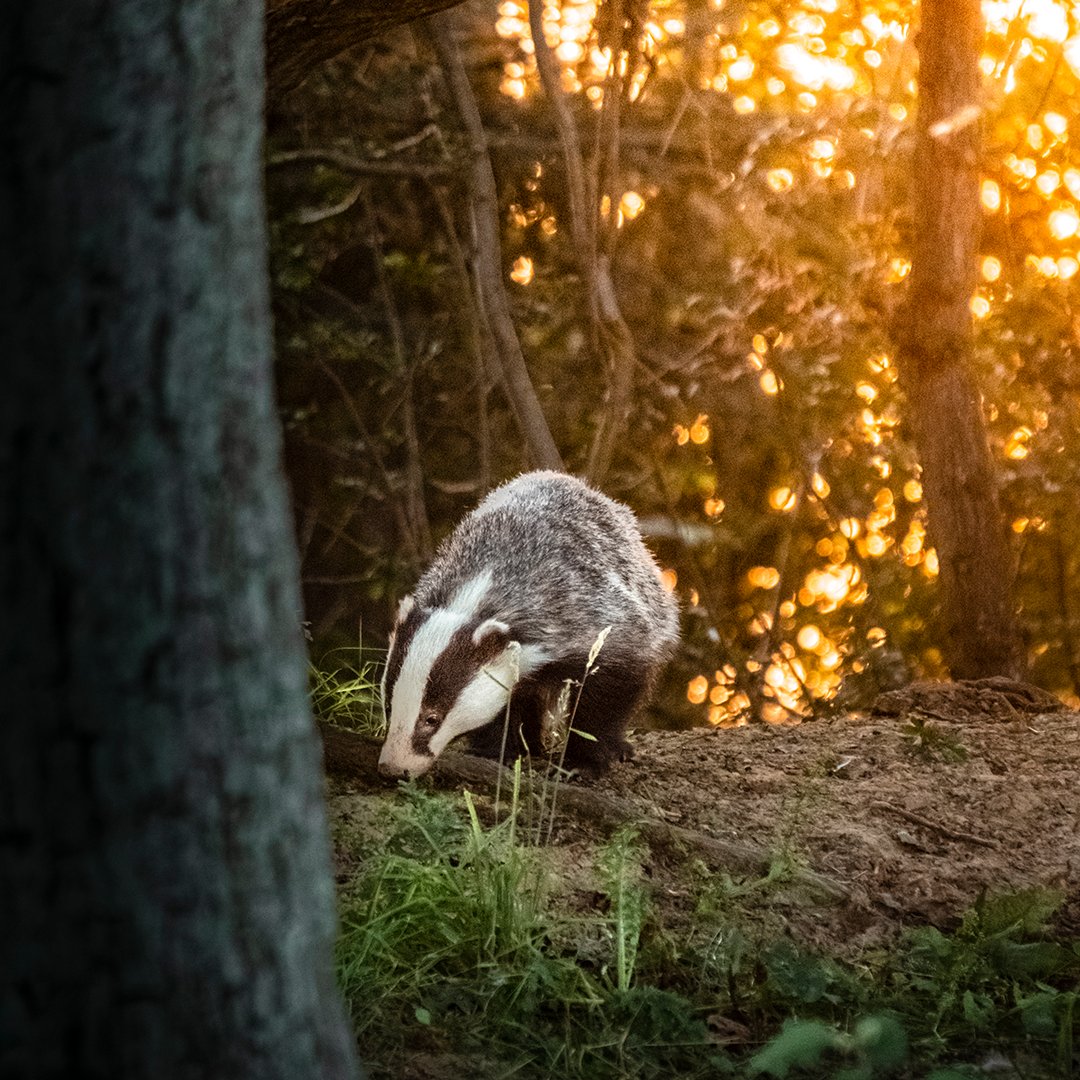 Operation Wallacea (@opwall) on Twitter photo It's National Badger Day! Did you know, a male badger is called a boar, a female is a sow and a young badger is called a cub! Another fun fact, badgers are very tidy and regularly clean out their sett bedding, and it is the males that do most of the chores!
@jbhague_wildlife It's National Badger Day! Did you know, a male badger is called a boar, a female is a sow and a young badger is called a cub! Another fun fact, badgers are very tidy and regularly clean out their sett bedding, and it is the males that do most of the chores!
@jbhague_wildlife