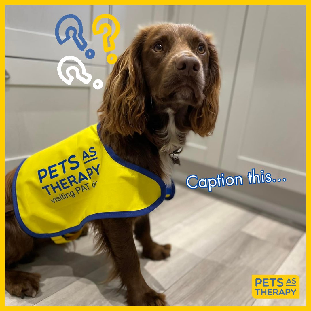PetsAsTherapyUK's tweet image. What do you think John is thinking?💛🐾
#PATDog John is just 11 months and has recently started his journey as a volunteer.
Do you know or own the perfect dog? Then get in touch. Message us or visit petsastherapy.org/information/fo…
#PetsAsTherapy #Charity #VolunteeringMatters #Volunteers