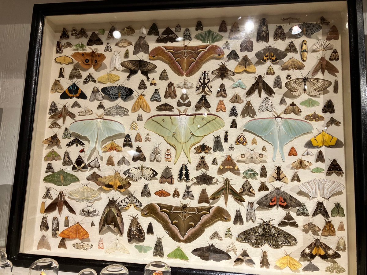 <a href="/mothlaosmao/">Mao K</a> さんの個展に行きました。期間限定がこの価値をより一層際立たせている。今日が最終日。何度も足を運びたかった。