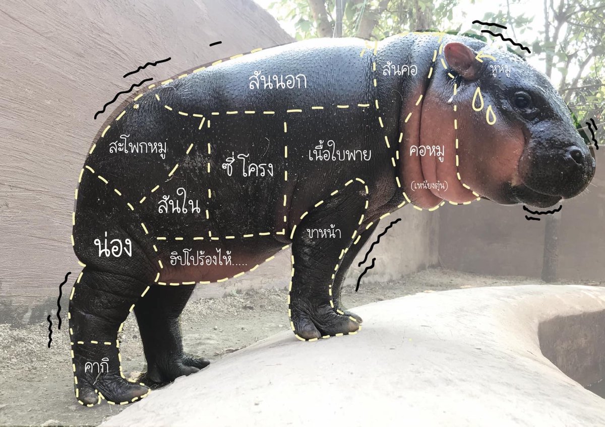 มีมของหมูตุ๋น
meme of moo tun

#khaokheowzoo