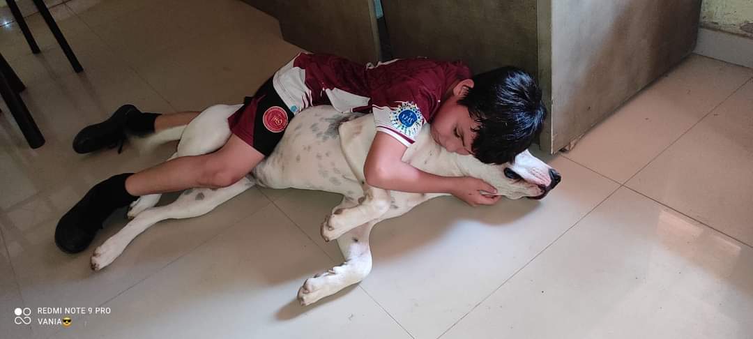 hulk641's tweet photo. DONDE ESTARÁS ALFA 😢!!!Estamos buscando a Alfa, perro blanco con pocas motas negras de 2 años, super bueno pero con pinta de malo.! Se perdió  (lo llevaron de su casa) el 01/10 en Trinidad, zona cancha Trinidense, Ips Nanawa!!   🙏  Favor contactar con el 0994761054 https://t.co/6RAUqgz3Su