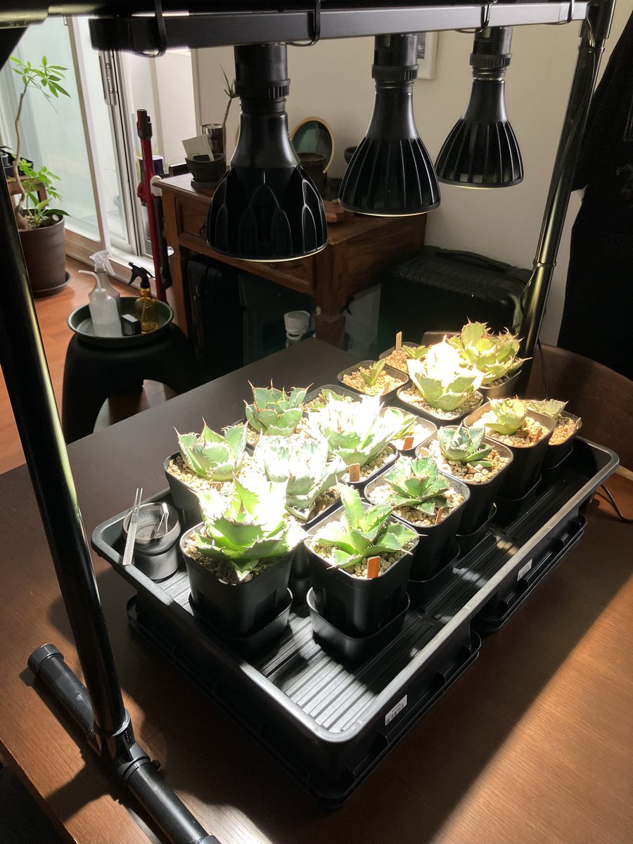 yoph_8's tweet photo. アガベの育成環境を見直し
ライトスタンド完成🪴 https://t.co/xAh7PqCufp