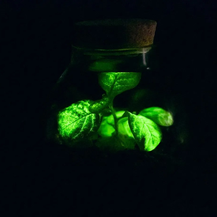 🇫🇷 La start-up strasbourgeoise Woodlight a dévoilé la première plante bioluminescente capable de remplacer les lampadaires ! Grâce à cette innovation, demain, nos rues pourraient bien être illuminées par des plantes ! 🍀 (20 minutes)

📸 Woodlight