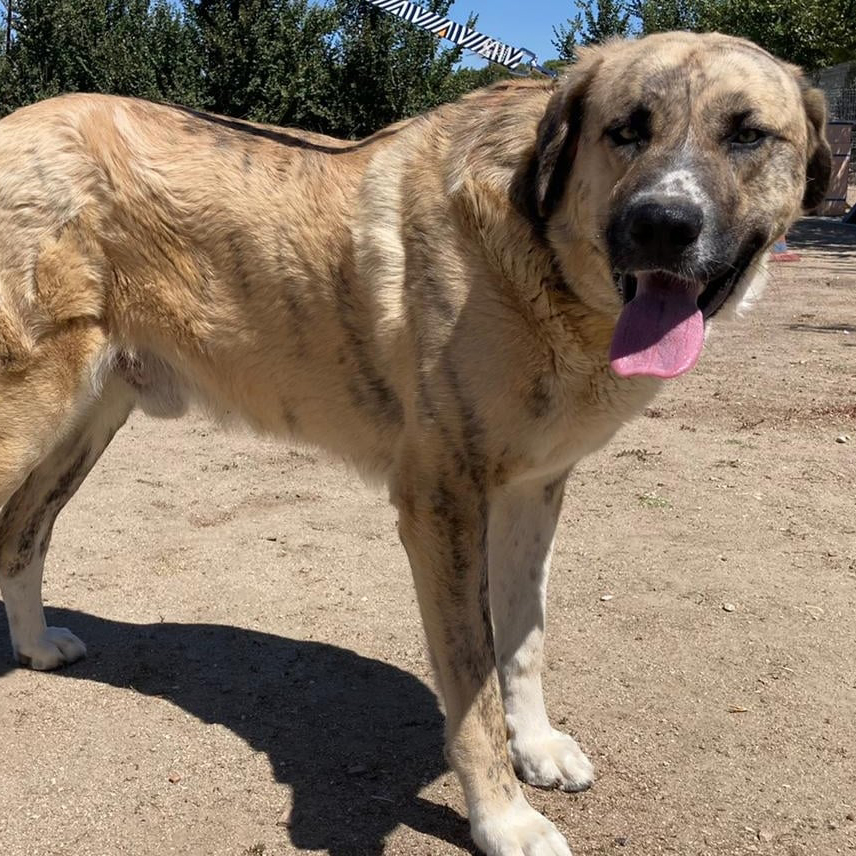 FaunaenCasa's tweet photo. Johnson 🐶 es un #MastínEspañol de 7 años, un perro noble, tranquilote y muy cariñoso, un osito 💓. Apareció un día vagando solo, empapado en agua y helado. @ApataTalavera de #TalaveradelaReina busca una #familia que quiera #adoptarle en #Madrid + info en https://t.co/iosdZTOLBE https://t.co/npvR22g5mm