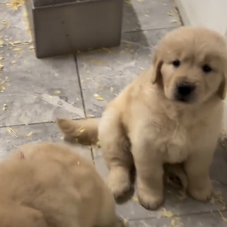 มอมๆ แต่จิงใจ นะคับ เทอจะเลือกตุวอื่นก้ได้ (เลือกเค้าเหอะ)