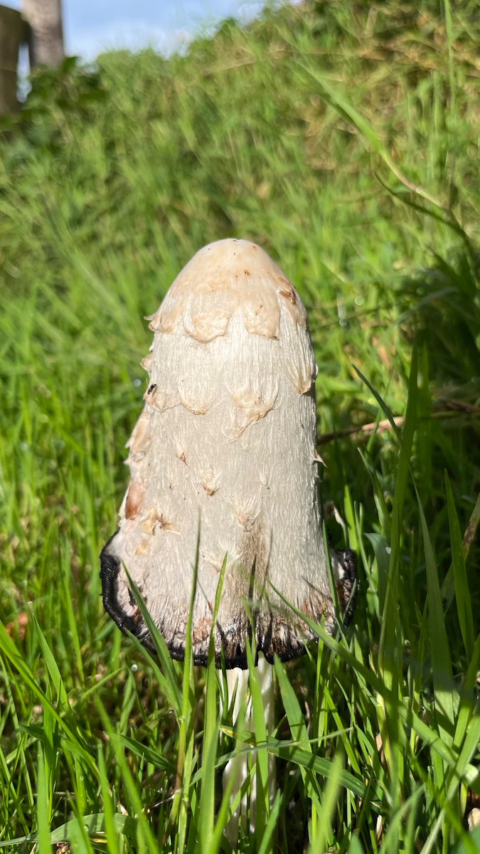 Shaggy Inkcaps have just appeared overnight. The Bee Sanctuary of Ireland. 
#fungi 
#wild
#organic 
#bees 
#birds 
#sanctuary 
#ireland
