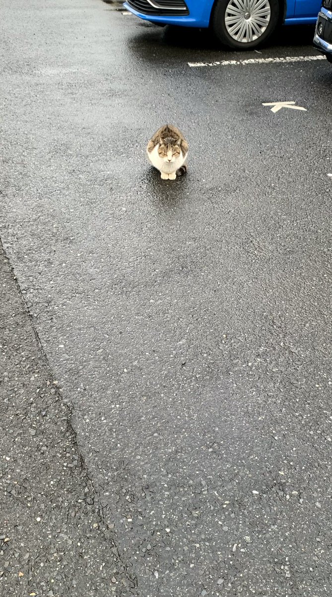 おすもうペット (@osmopet) on Twitter photo 