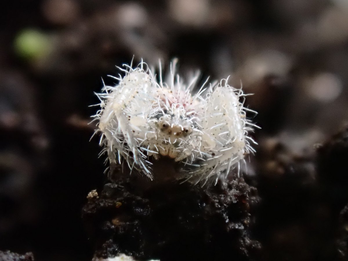 Graeme Lyons tweet media