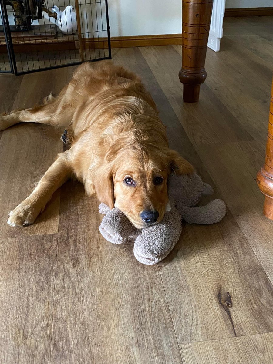 PetBoise's tweet photo. Golden Retriever #idahohumanesociety #boisepetsitters #boisepetsitting #petsitting #dogfacts #dogwalking #dogs #cats #boisedogs #boisecats #boiseidaho #PetCare
 #boisepetsitters https://t.co/YaXTsFLEn5
