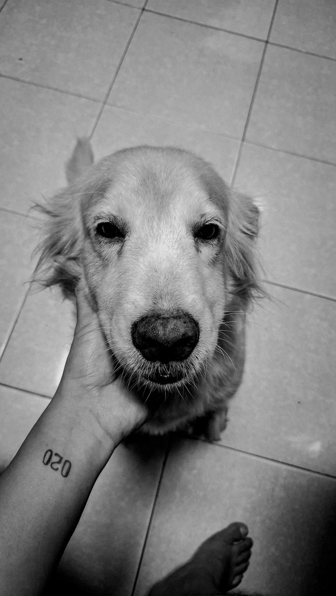 pindoot. tweet media