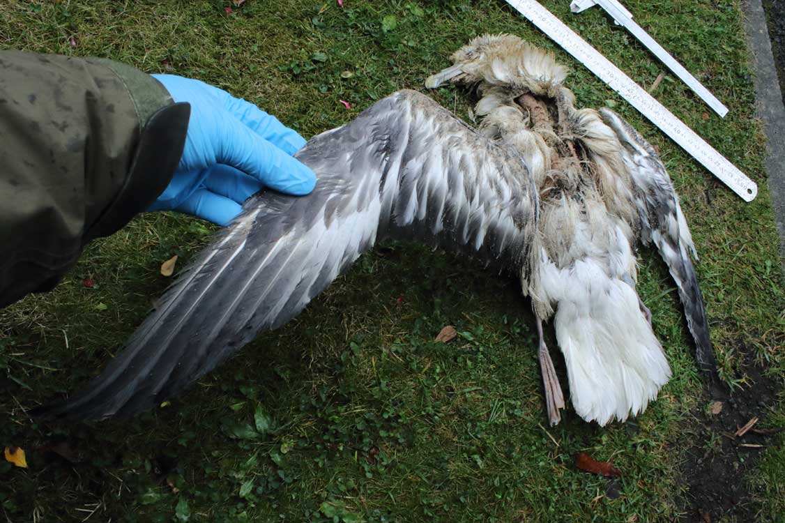 Thurs, 26 Sept 2024.
Fulmar FGLA-NEE-2024-001 is shown: collected by Mo Dewar yesterday at Druridge Bay. My brief examination today included culmen (40.9 mm) and head&amp;bill (95.7). This bird tested (by APHA Thirsk) positive for HPAI H5N5 i.e. bird flu. From late Sept fulmar wreck.