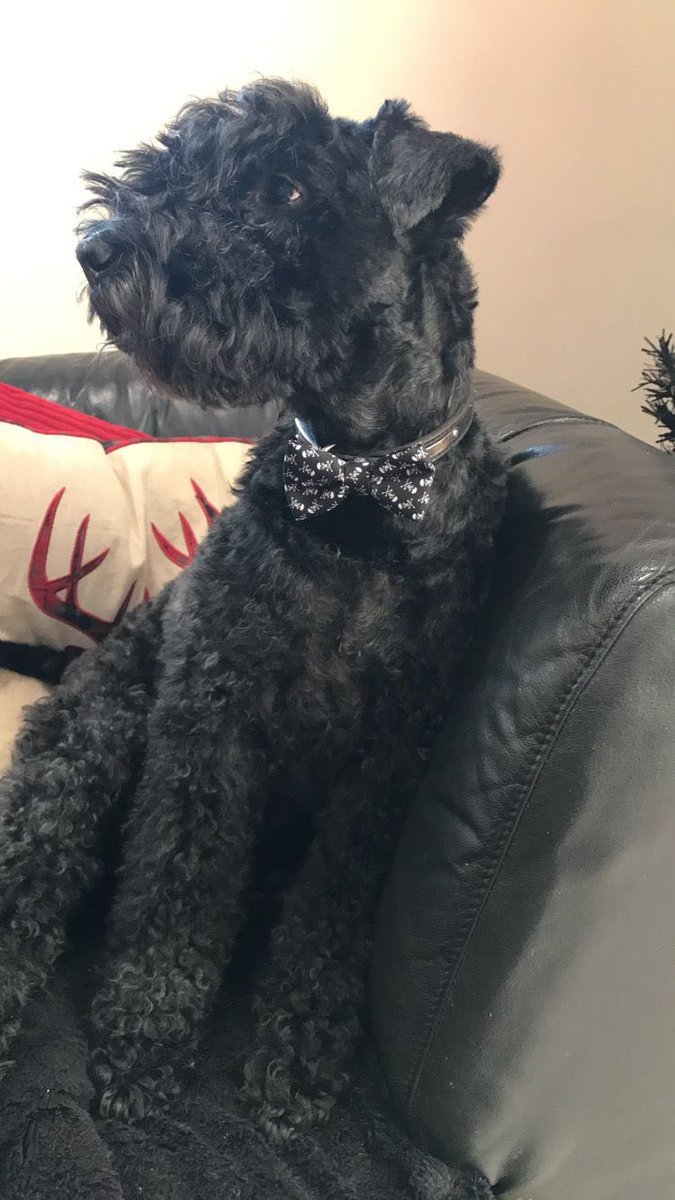 richardfishwic1's tweet photo. A year ago to day! What I’d give to take you for one more walk! Miss you loads, sleep tight buddy ❤️‍🩹😥 xx https://t.co/OajF8uIFrj