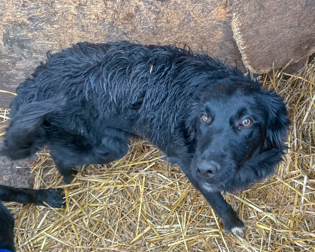 rescuedoggypaws's tweet image. JESSIE is in kennels in #Worcestershire and looking for someone to foster or adopt her
This lovely girl is 8 months old and is just super sweet. She has proved to be great with children, other dogs and cats too
#Staffordshire #Shropshire #Oxfordshire #Malvern #Gloucestershire