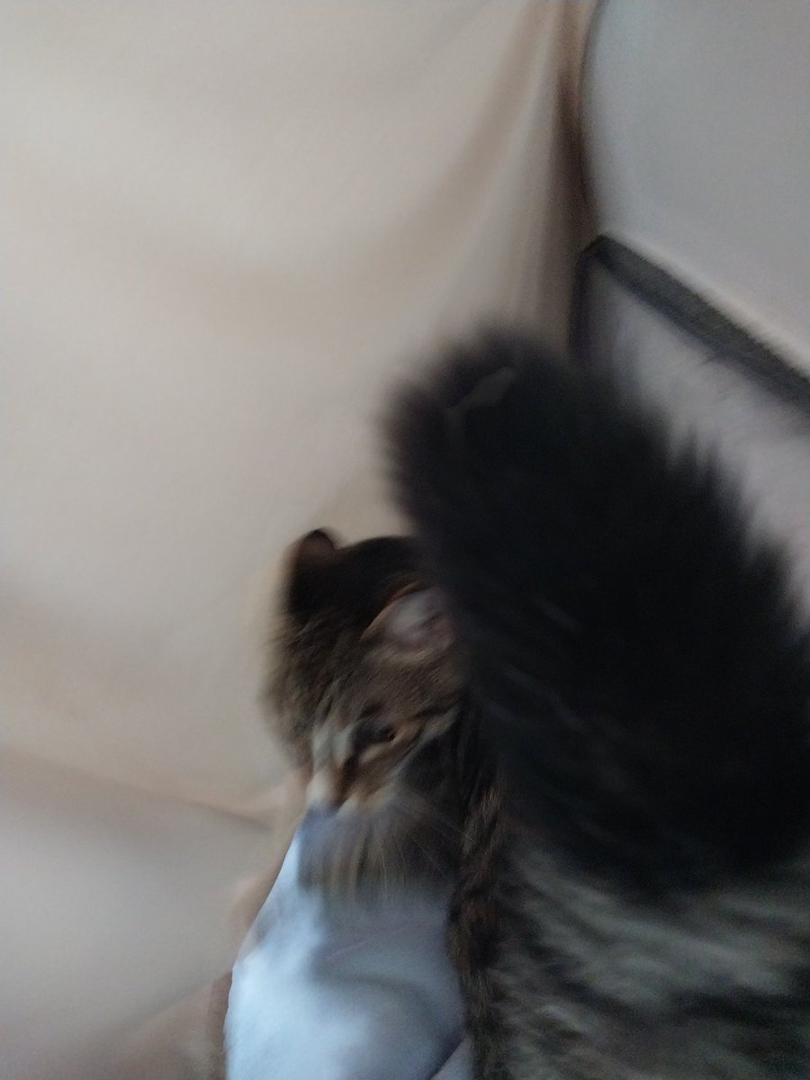 KathyFlint2's tweet photo. @firelordzukitty Pow! I hitted Apoopy. He was not helping fix the sheets with grandmother so I had to use my paw on hims face. https://t.co/kCtC6HCyDv