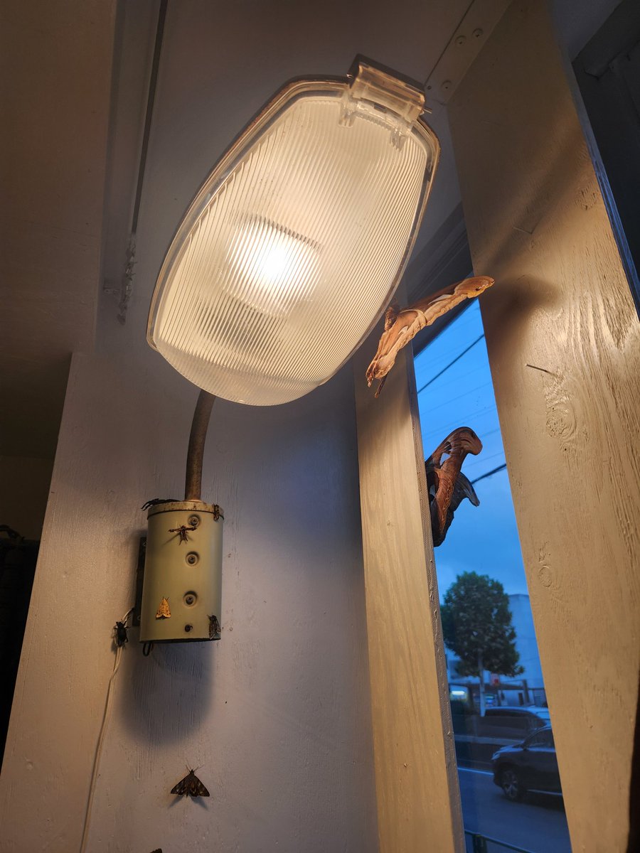 虫る？
アウトオブミュージアム
最終日ギリギリで行く事が出来ました！この街灯式が堪らなく良いです。とても素晴らしい空間で
帰り道は
虫りたい気持ちになりました。