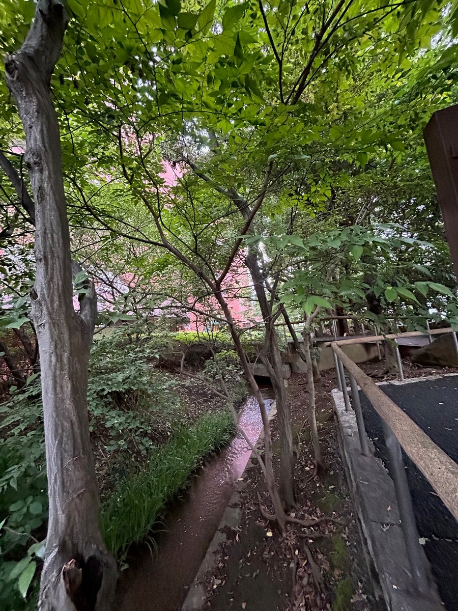 木村悠介新作公演『ハムレットの女たち』（@三鷹SCOOL）後、三鷹駅北口に沿って流れている玉川上水を発見！東側は暗渠化されているのか...？（写真は西側）＊駅近すぎて盲点でした。