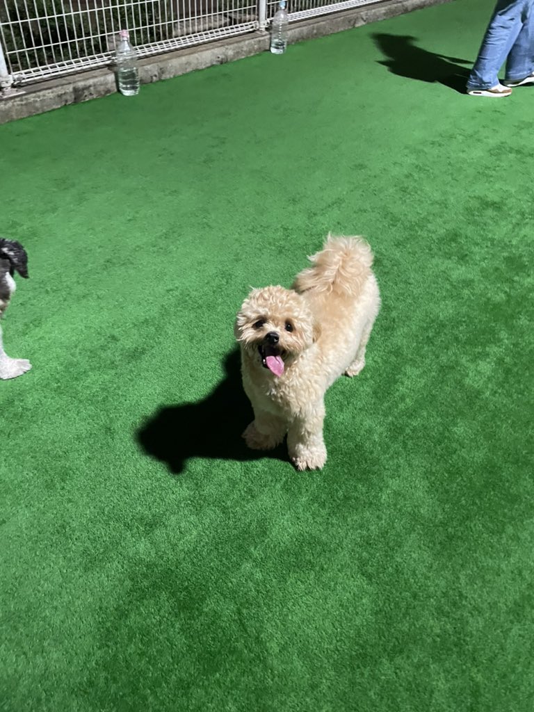 ドッグランたのし〜ぬ