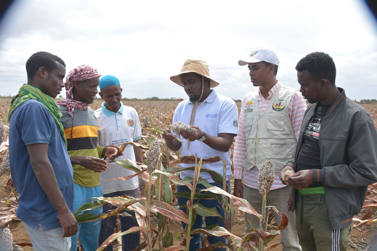 FAOSomalia's tweet image. In Baidoa, @MOASomalia &amp;amp; @FAOSomalia partnered with #CSET to produce 22 MT of certified, climate-resilient 🌾sorghum (Ghadam Hamam) &amp;amp; 🌱cowpea (M66) seeds, preferred by farmers, to strengthen seed availability &amp;amp; access for #Somali farmers. Grateful for the @AfDB_Group support.